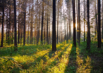 Fototapeta premium sunset