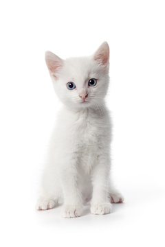 White Kitten With Blue Eyes