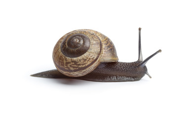 Garden snail
