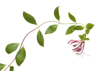 Fresh flowering pink Honeysuckle