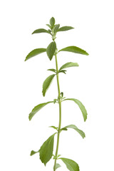 Sweet Stevia rebaudiana