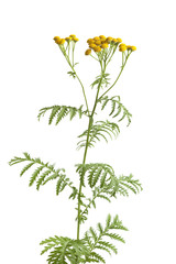 Flowering Common Tansy