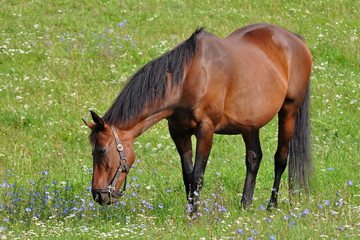 Fototapeta na wymiar purebred horse