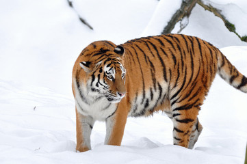 Fototapeta na wymiar Młody tygrys amurski w zimie