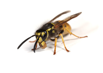 Wasp