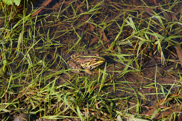 Frog in river