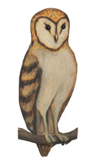 Barn Owl (Tyto alba)