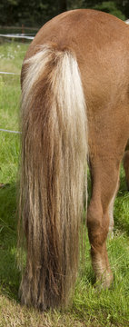 Horse tail