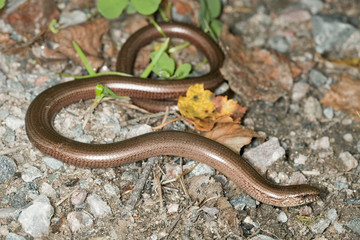 Slowworm (Anguis fragilis)