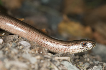 Slowworm (Anguis fragilis)