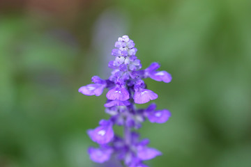 Fototapeta na wymiar Purple Flower