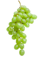 Cluster of grapes in water drops