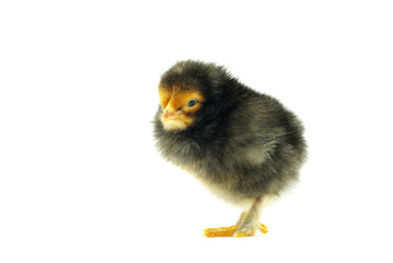 baby chicken