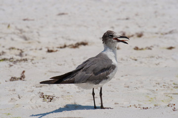 Seagull