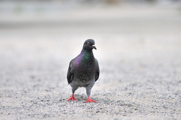 Pigeon.