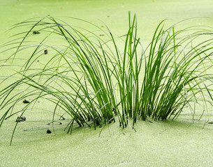 Der Sumpf - Swamp