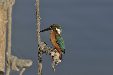 The Common Kingfisher (Alcedo atthis)