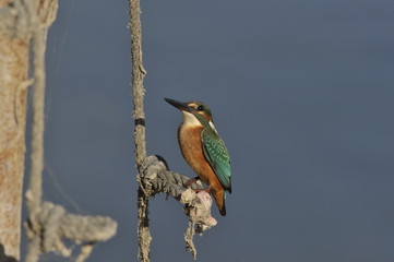 The Common Kingfisher (Alcedo atthis)
