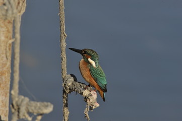 The Common Kingfisher (Alcedo atthis)