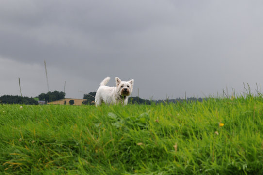 West Highland White Terrier