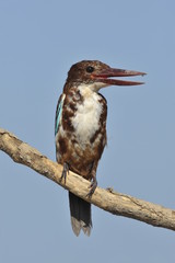The White throated kingfisher - Halcyon smyrnensis