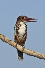 The White throated kingfisher - Halcyon smyrnensis