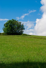 grass and sky
