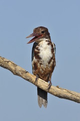 White throated kingfisher - Halcyon smyrnensis