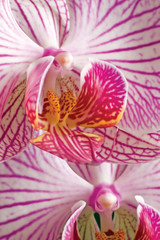 Fototapeta na wymiar Różowy moth orchid phalaenopsis makro zbliżenie