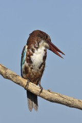 White throated kingfisher - Halcyon smyrnensis