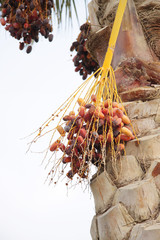 Naklejka premium closeup of a bunch of orange and dark brown dates