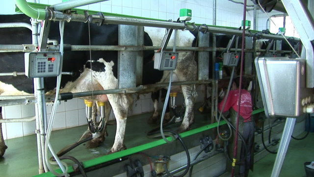 Milking Cows in the farm