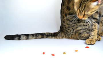 Katze 4