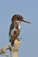 White throated kingfisher - Halcyon smyrnensis