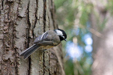 Black capped chickadee