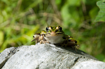 Leopard frog peering over a rock