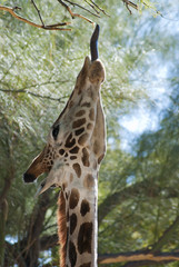 Funny giraffe sticking out tongue