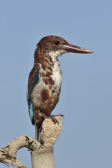 White throated kingfisher - Halcyon smyrnensis