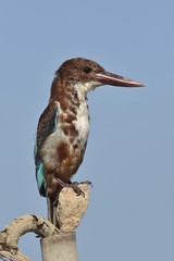 Obraz premium White throated kingfisher - Halcyon smyrnensis