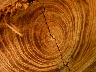 Holz mit markanten Sägespuren