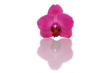 Fototapeta na wymiar Violette Orchideenblüte