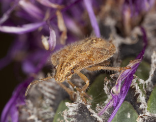 Shield bug sitting on thistle.