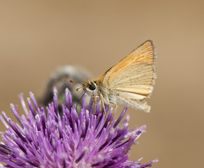 Skipper (Hesperiidae) feeding on thistle