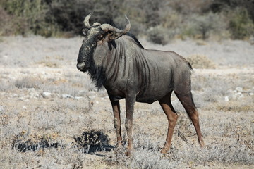 Gnu Antilope