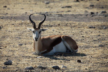 Sitzendes Antilope