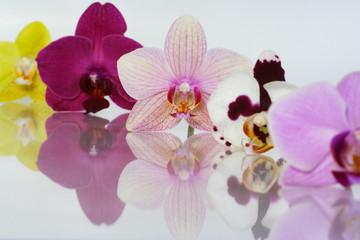 Naklejka na ściany i meble Orchid kwiaty