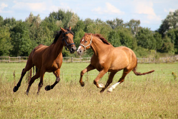 Pferd