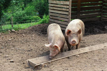 Schweine