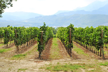 vineyard merlot