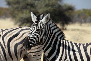 Fototapeta premium Zebra im Etosha Nationalpark